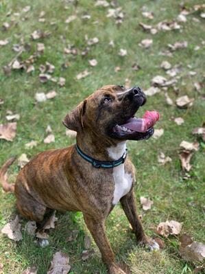 Available Dogs - Heritage Farms Animal RescueLiberty Center, Ohio(419 ...